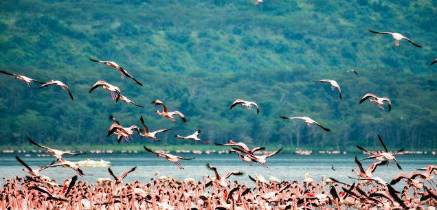 Lake Nakuru