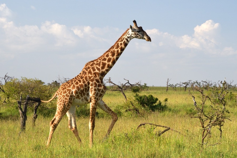 Giraffe Center & Karen Blixen Tour