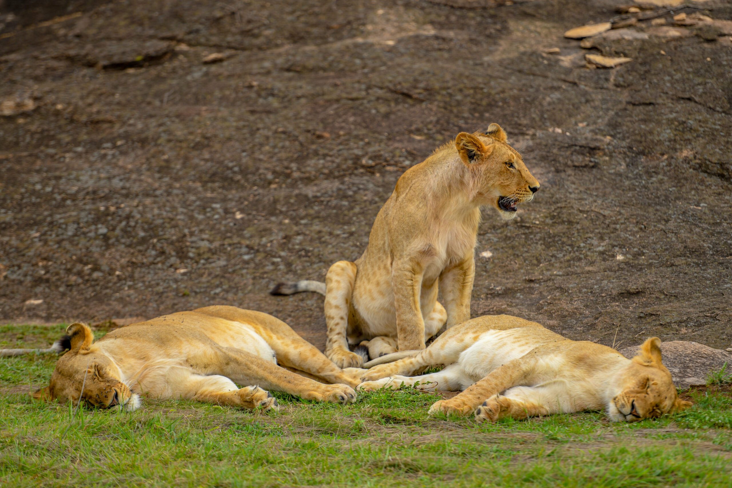 Giraffe Center, Karen Blixen & Bomas Of Kenya