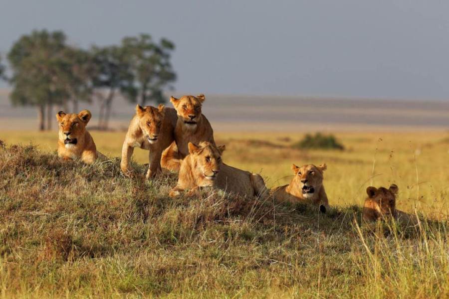 6  Days Kenya Safari: Nairobi – Nakuru – Maasai Mara